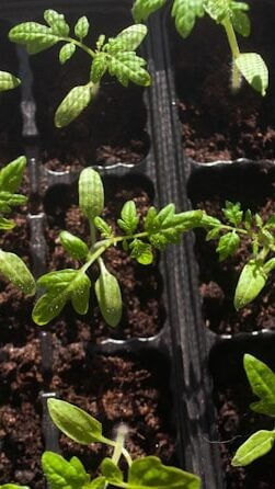 番茄种值寒冷区室内育苗