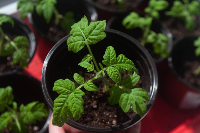 番茄幼苗在户外逐渐适应环境