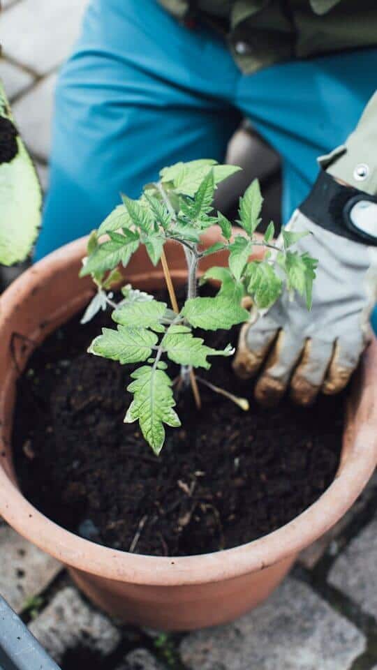 番茄种值寒冷区室内育苗