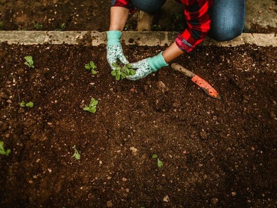 富含有机质松软透气的园艺土壤