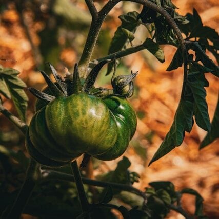 heirloom tomatoes colorful variety fresh garden harvest