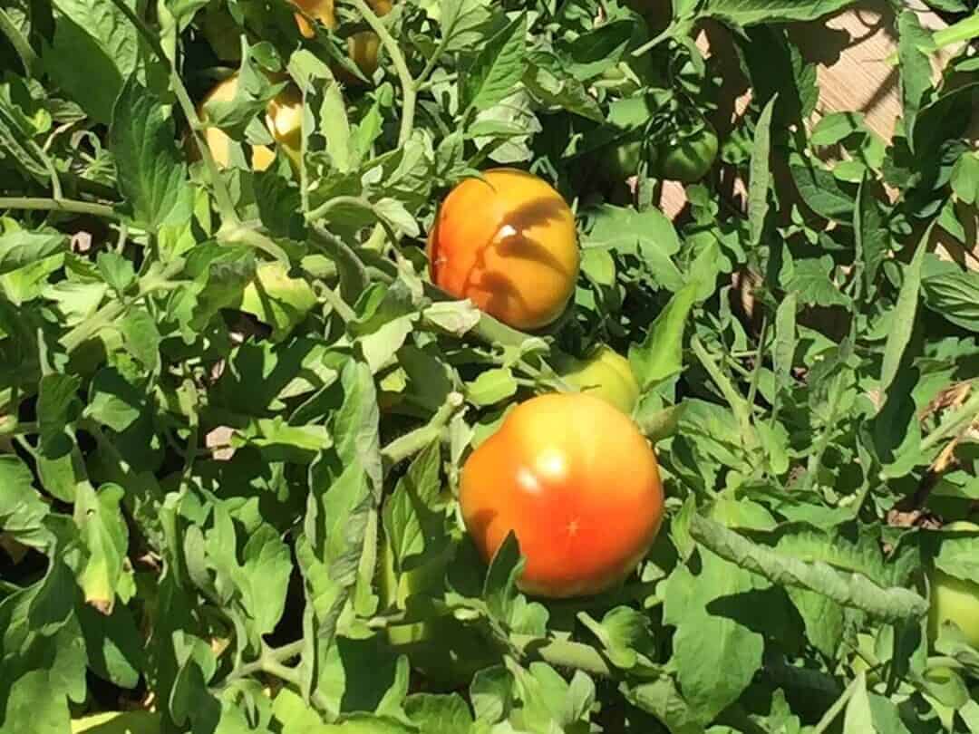 fresh homegrown tomatoes harvest from backyard garden
