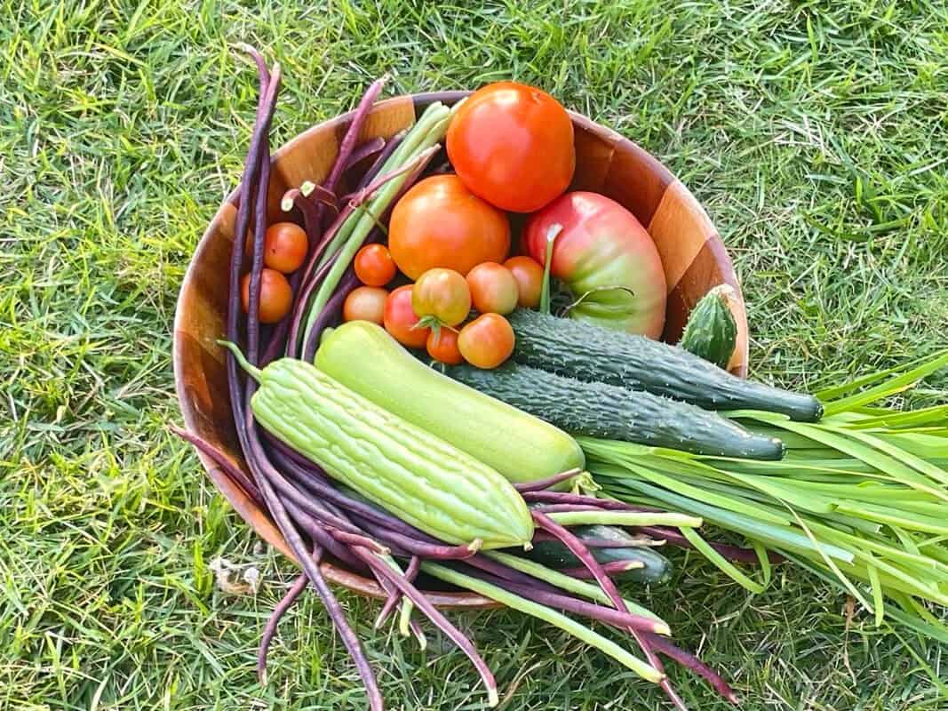 fresh homegrown tomatoes harvest from backyard garden