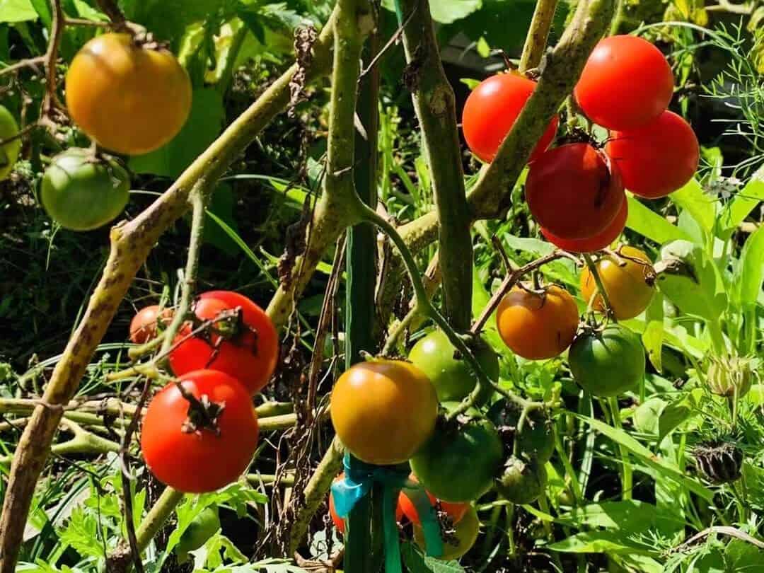 fresh homegrown tomatoes harvest from backyard garden