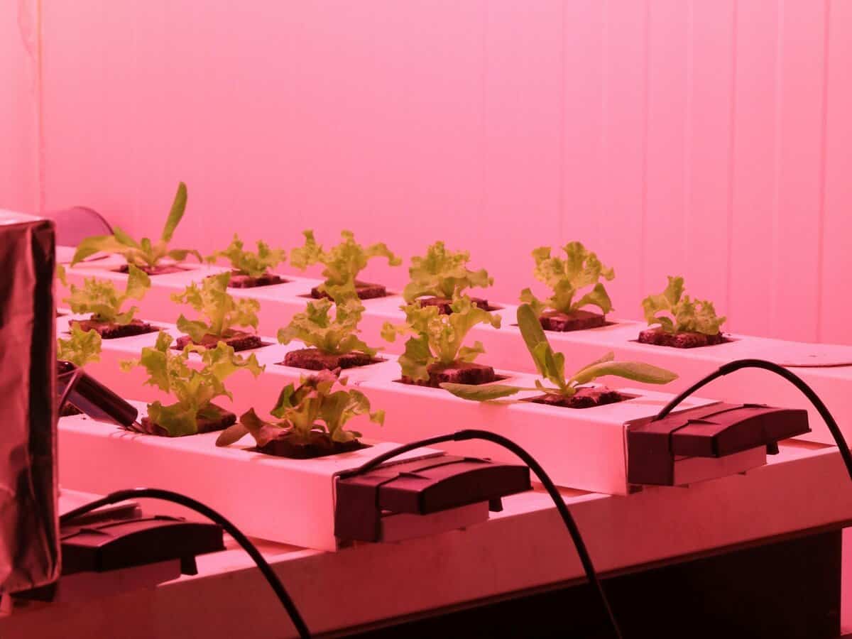 indoor seed starting setup tray soil grow light beginner