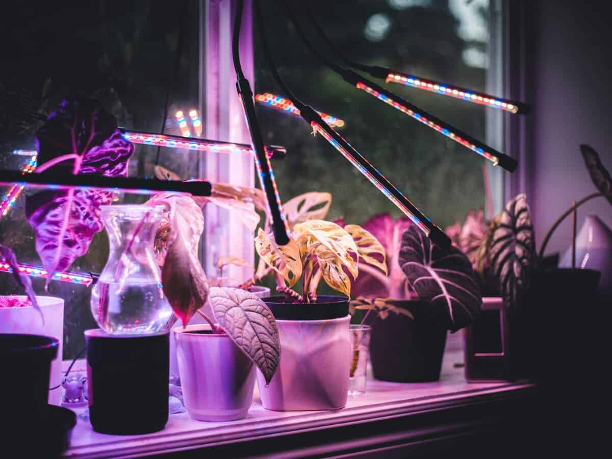 indoor seed starting setup tray soil grow light beginner