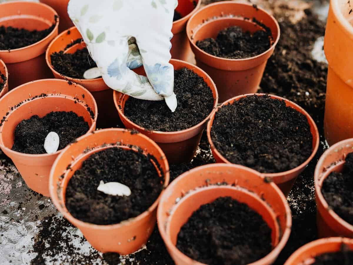 室内育苗盘幼苗生长