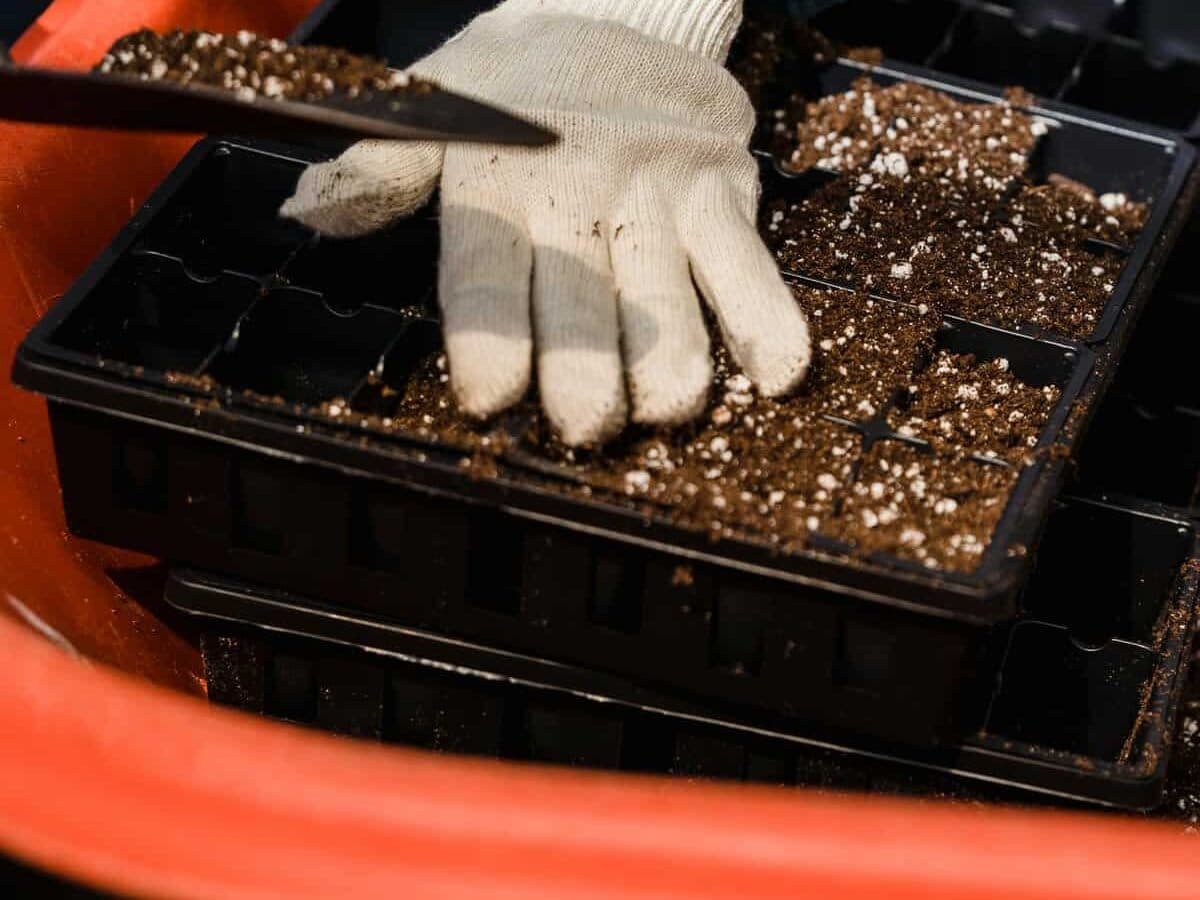 室内育苗盘幼苗生长