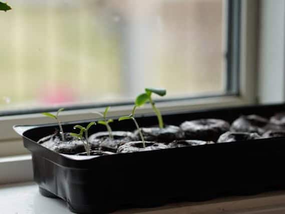 室内育苗盘幼苗生长
