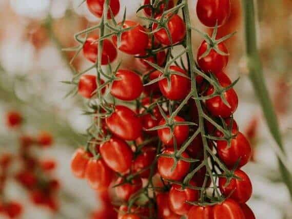 Juliet葡萄番茄植株 高产易种适合新手