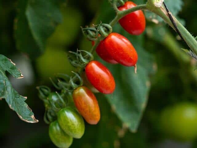 Juliet葡萄番茄植株 高产易种适合新手