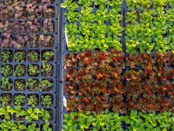  large seed starting tray system for growing many seedlings