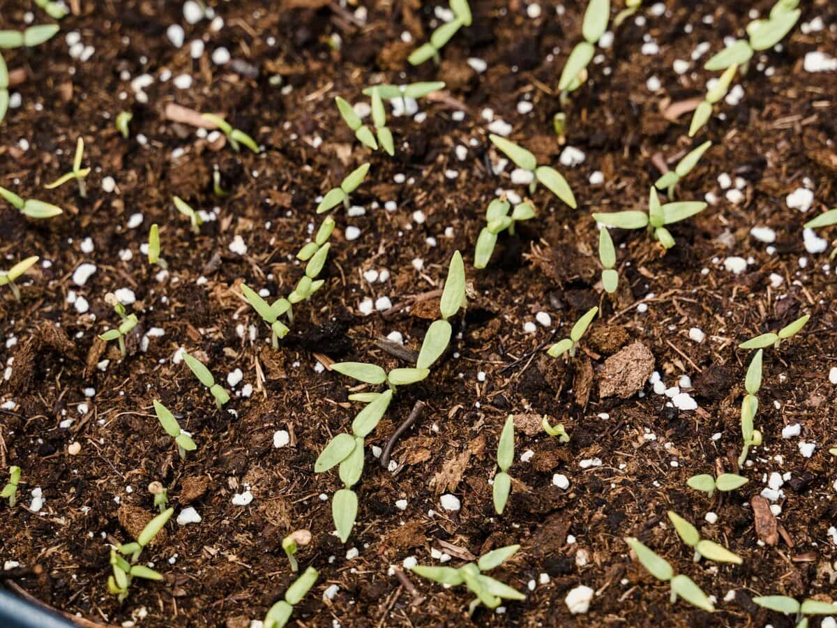  large seed starting tray system for growing many seedlings