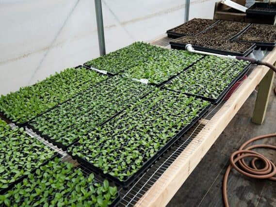 large seed starting tray system for growing many seedlings