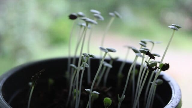 leggy seedlings compared to healthy compact seedlings