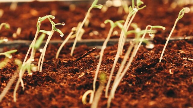 leggy seedlings compared to healthy compact seedlings