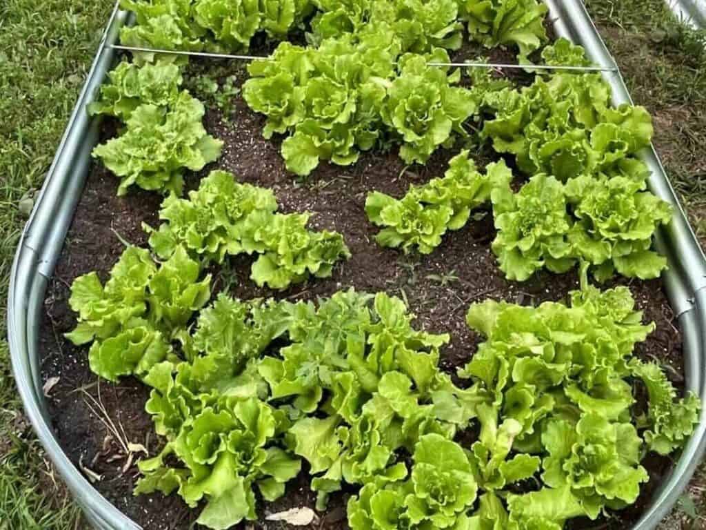  新手花园中生长良好的生菜