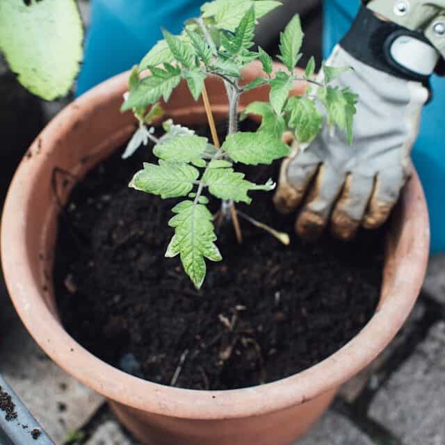 tomato container setup 5 gallon grow bag potting soil compost