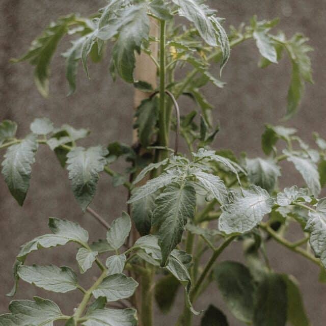  determinate tomato plant compact bush type easy maintenance