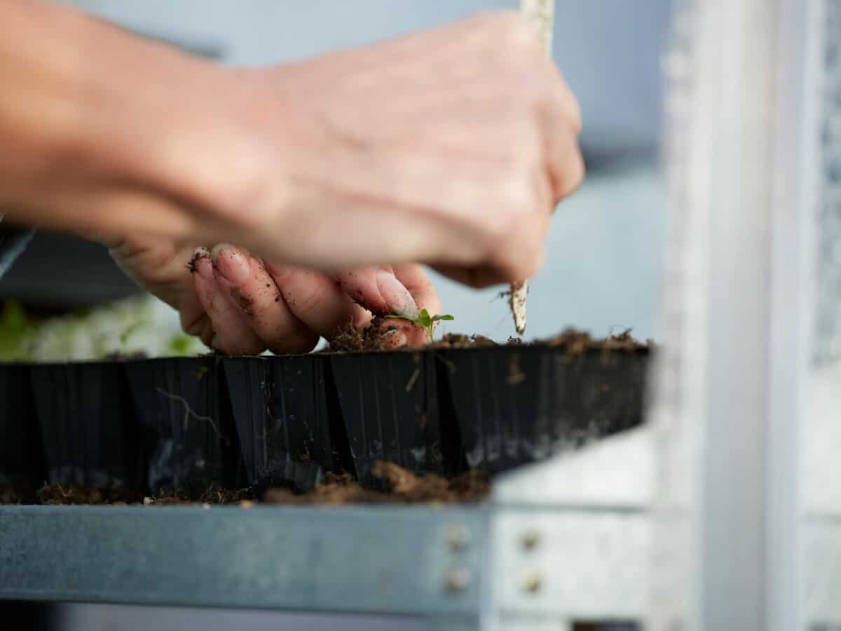  planting seeds correct depth finger soil demonstration
