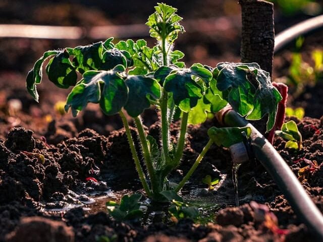 春末在花园中种植番茄苗