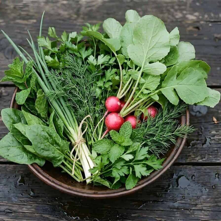 Fresh radishes harvested from a home garden