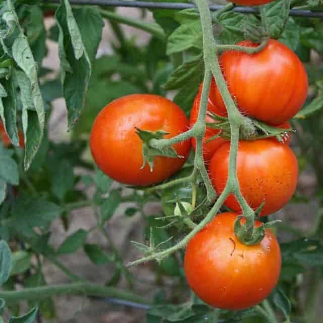 Cherry tomatoes growing easily in a beginner garden