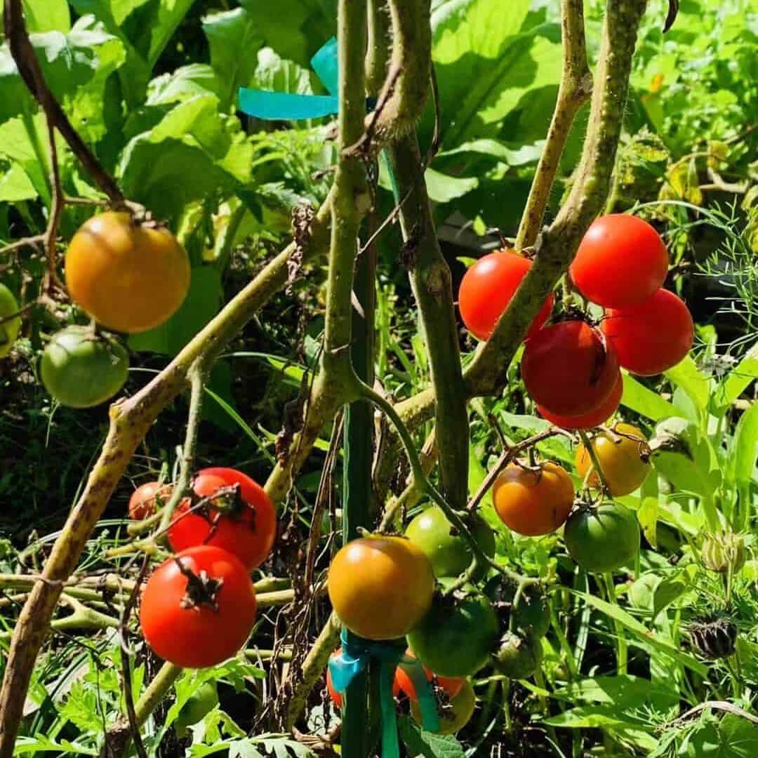 Cherry tomatoes growing easily in a beginner garden