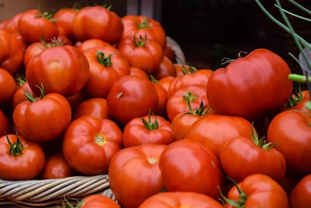 ripe red tomatoes on vine ready to harvest fresh garden