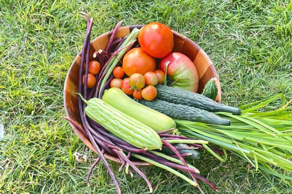 ripe red tomatoes on vine ready to harvest fresh garden
