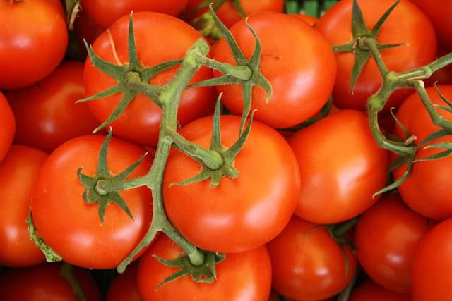 ripe red tomatoes on vine ready to harvest fresh garden