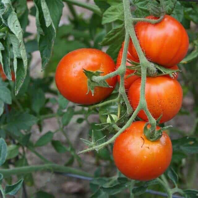 成熟番茄采摘颜色鲜红自然