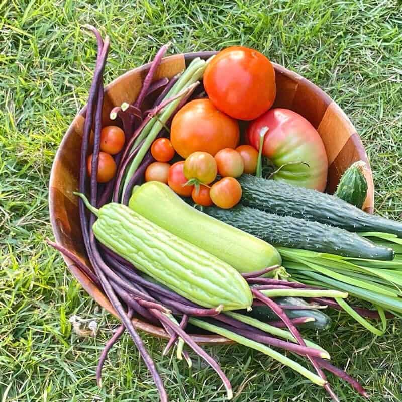 成熟番茄采摘颜色鲜红自然