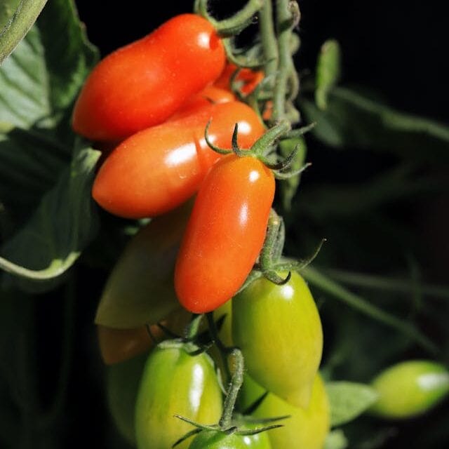 roma tomatoes growing on plant plum shape cooking variety