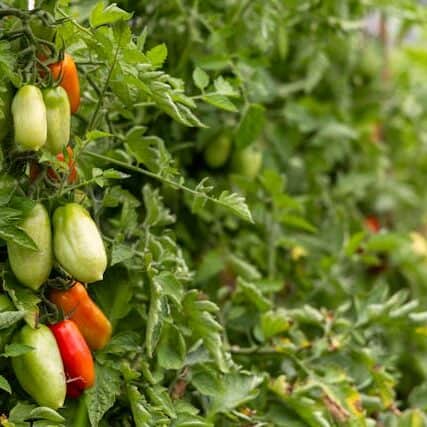 roma tomatoes growing on plant plum shape cooking variety