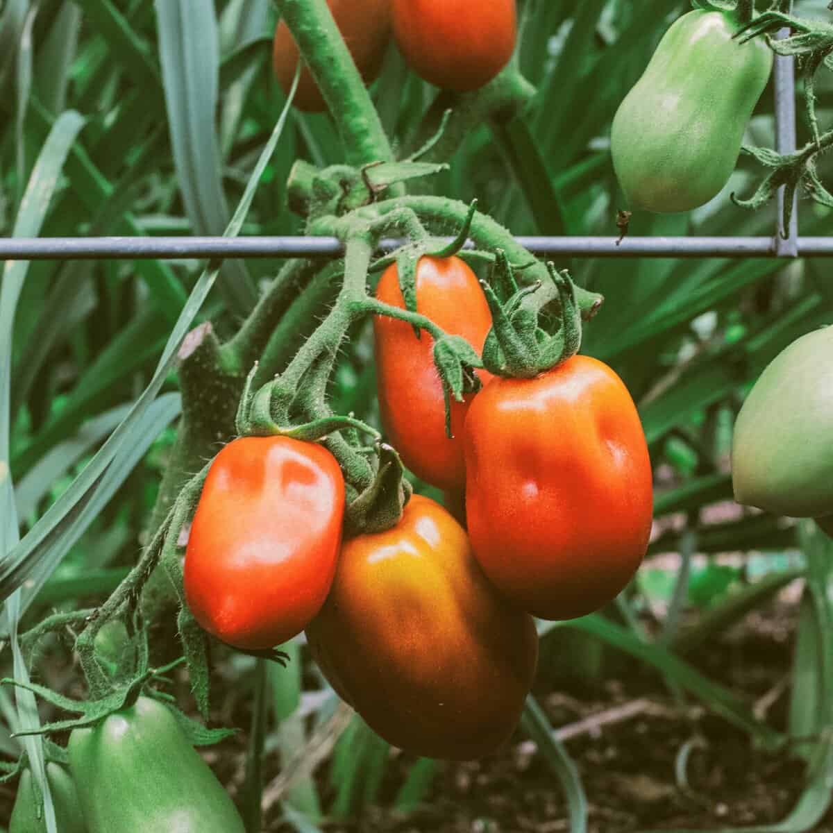 roma tomatoes growing on plant plum shape cooking variety