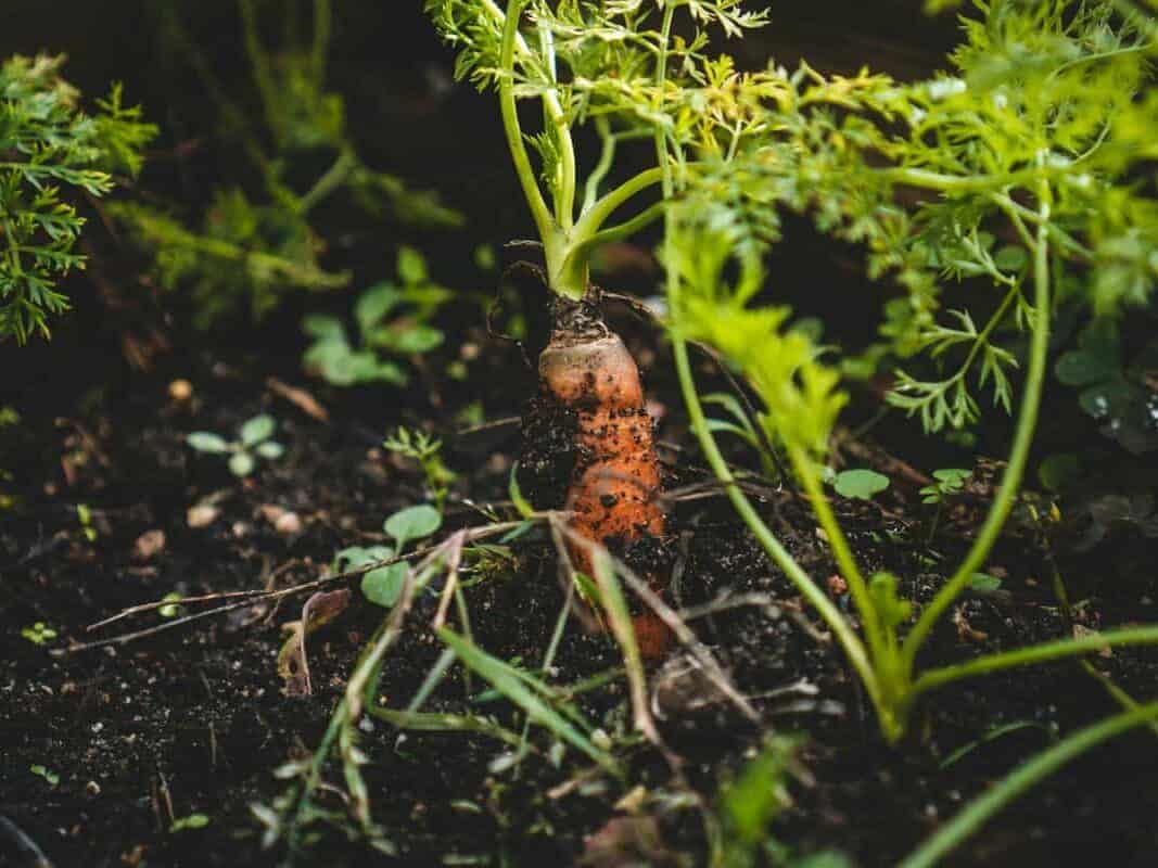  Root vegetables like carrots and beets growing in loose soil in a New England home garden