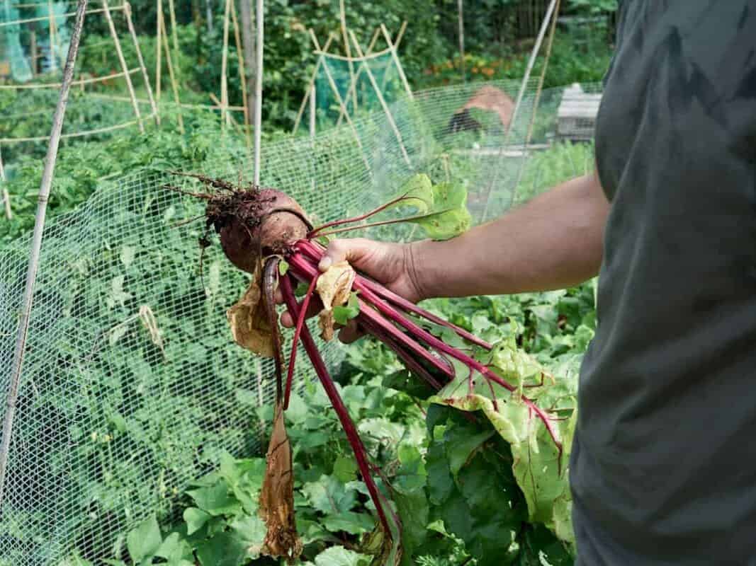  Root vegetables like carrots and beets growing in loose soil in a New England home garden