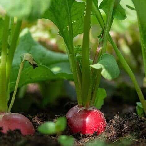 Fresh radishes harvested from a home garden