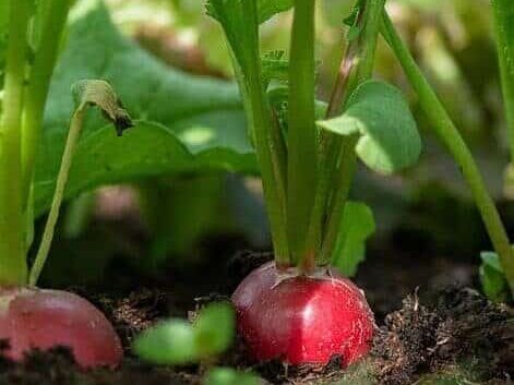  从土里刚拔出的新鲜小萝卜