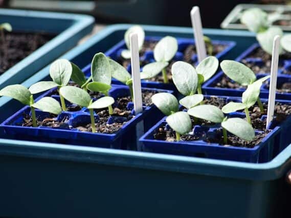  seed starter kit for beginner's indoor setup with humidity dome