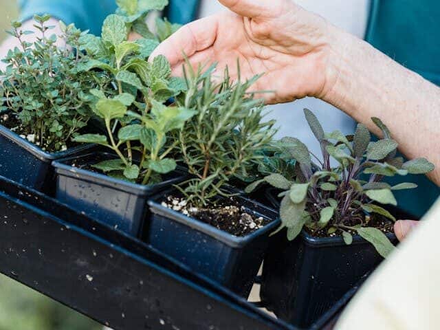  seed starter kit for beginner's indoor setup with humidity dome