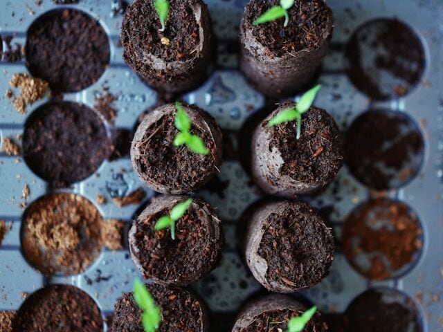  seed starter kit for beginner's indoor setup with humidity dome