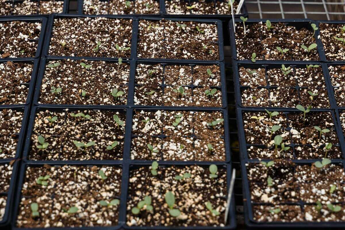 seed starter kit with LED grow light indoor seedlings