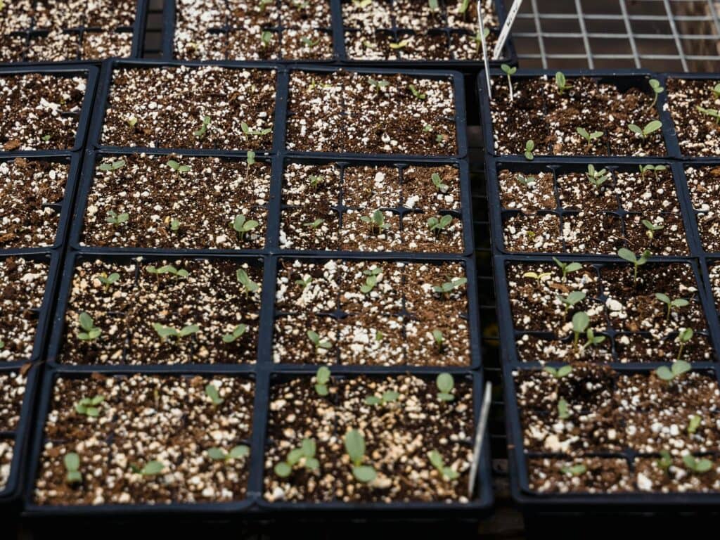 带LED植物补光灯的室内育苗套装
