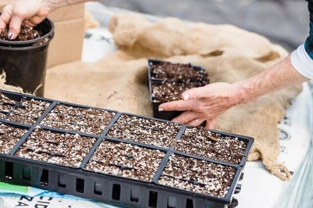 seed starter kit with LED grow light indoor seedlings