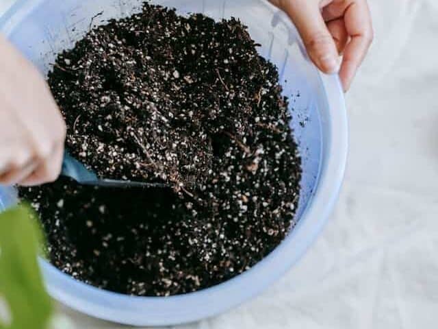 育苗土细节特写