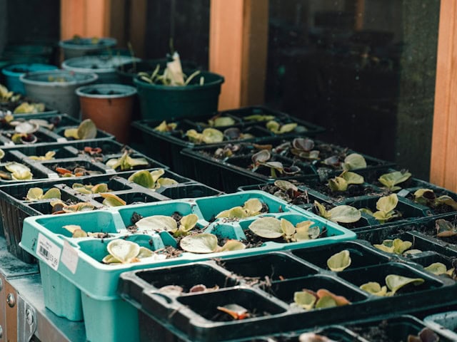 indoor seed starting setup tray humidity dome grow light example