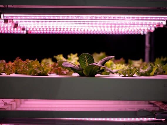 indoor seed starting setup tray humidity dome grow light example