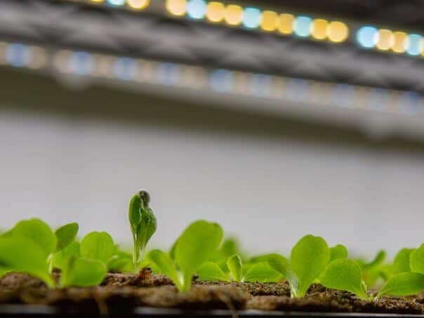indoor seed starting setup tray humidity dome grow light example